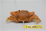 藏品(武士蟳)的圖片